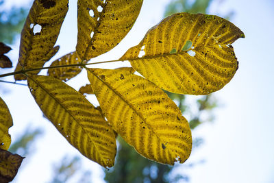 Close-up of yellow leaves against sky