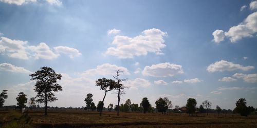 Trees on field against sky