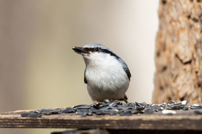 Close-up of bird perching on wood against wall