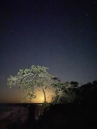 Low angle view of trees against sky at night