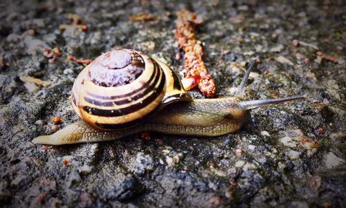 Close-up of snail