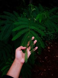 Midsection of person holding leaves