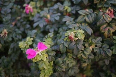 Close-up of pink flowering plant