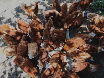 High angle view of chickens at farm