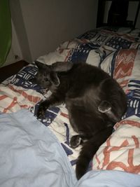 Dog relaxing on bed at home