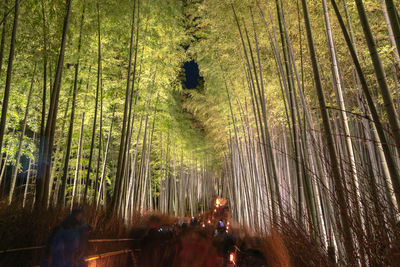 Group of people in the forest