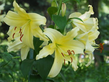 Close-up of yellow flowering plant in park