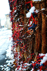 Close-up of tree branch during winter