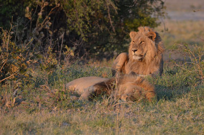 Lioness sitting on field