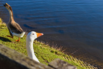 Seagull on a land