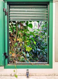 Close-up of potted plant against window of building