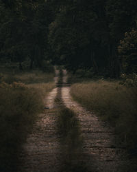 Dirt road amidst trees in forest