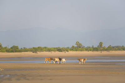 View of a horse on the land