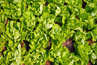 Full frame shot of fresh lettuce on field