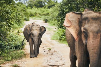 Elephant walking in forest