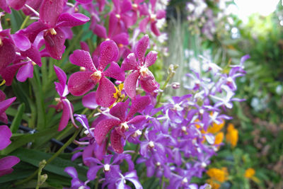 Close-up of pink flowering plant