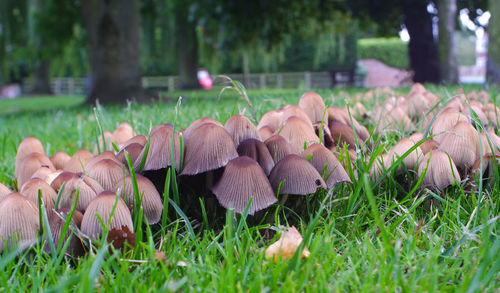 Close-up of mushrooms growing on field