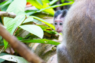 Close-up of monkey