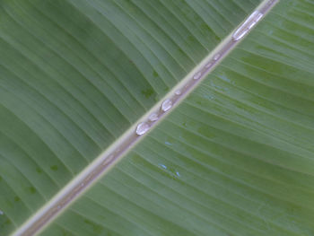 Full frame shot of green leaf with dew drops