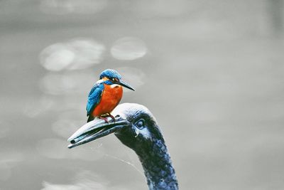 Close-up of kingfisher perching on statue