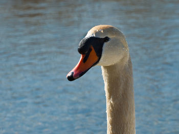 Close-up of swan swimming in lake