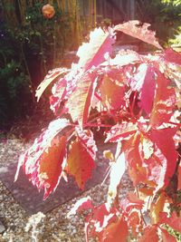 Close-up of red leaves