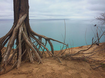 Driftwood on beach against sky