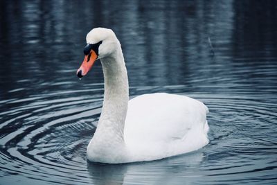 Swan swimming towards me