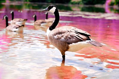 Ducks in a lake