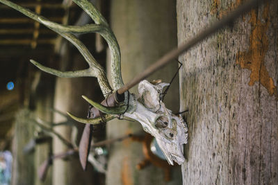 Close-up of animal skull