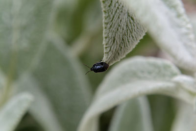 Close-up of ladybug on leaf