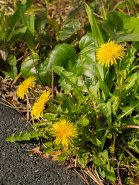 Close-up of yellow flowering plants on field