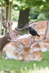 Crow on deer relaxing in forest