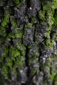 Close-up of fresh green leaves
