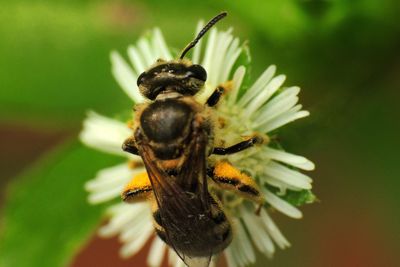 Close-up of bee