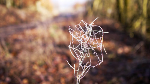 Close-up of dry spider web on plant