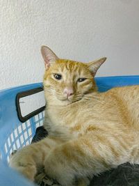 Portrait of a cat resting