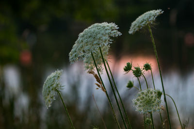 Close-up of flowering plant