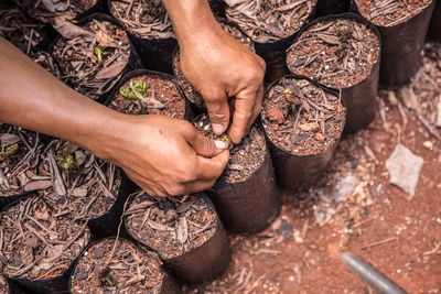 Cropped image of hands planting seedlings