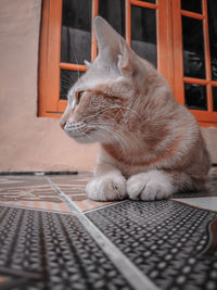 Close-up of a cat looking away