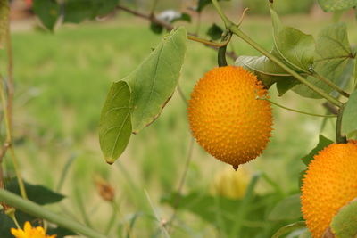 Close-up of fruit growing on plant