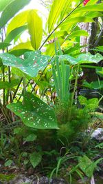 Close-up of fresh green plants