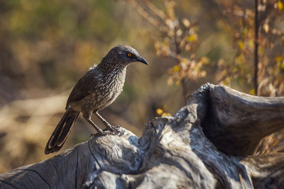 Close-up of bird perching on rock