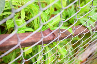 Close-up of green leaves on land