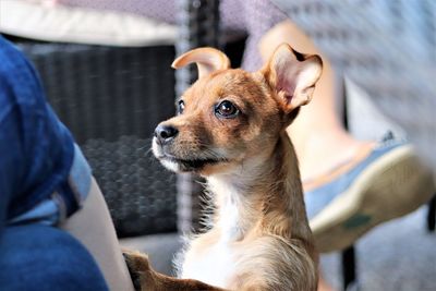 Dog looking at person