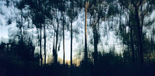 Trees in forest against sky