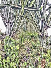 Close-up of cactus growing on tree trunk