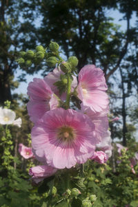 Close-up of pink flowers