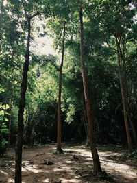 Trees in forest