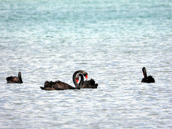 View of ducks swimming in sea